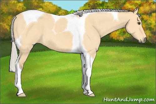 Horse Color: Silver Buckskin Dun Tobiano 