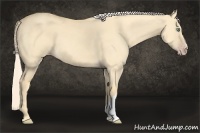 Horse Color:Gold Cream Champagne Dun 