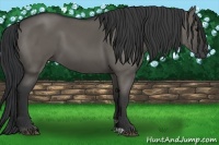 Horse Color:Grullo