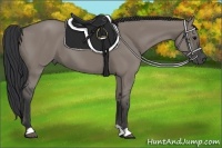 Horse Color:Grullo 
