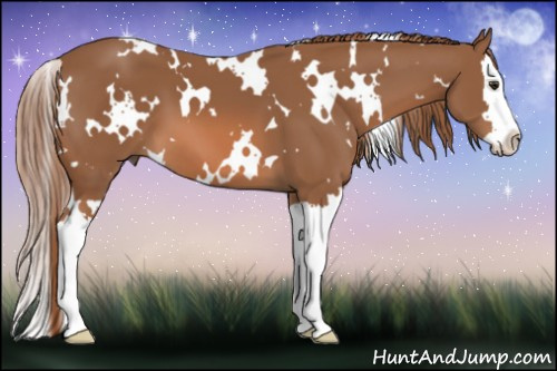 Horse Color: White Spotted Liver Chestnut Splash 