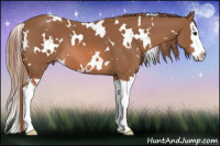 Horse Color:White Spotted Liver Chestnut Splash