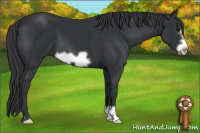 Horse Color:Black Frame 