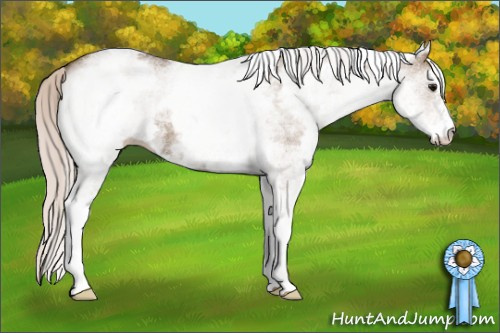 Horse Color: White Spotted Silver Grullo 