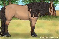 Horse Color:Bay Dun