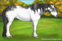 Horse Color:White Spotted Blue Roan Frame 