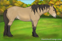 Horse Color:Buckskin Sabino