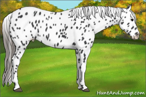 Horse Color: Brown Near Leopard 
