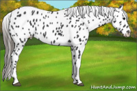 Horse Color:Brown Appaloosa 