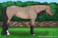 Horse Color:Bay Roan Dun