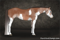 Horse Color:Bay Splash 