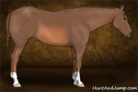 Horse Color:Liver Chestnut 