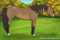 Horse Color:Buckskin Sabino