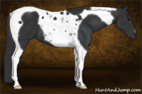 Horse Color:Brown Tobiano 