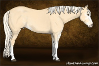 Horse Color:Palomino Dun Sabino 