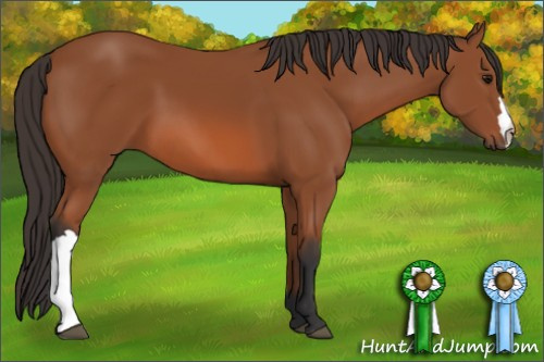 Horse Color: Bay 