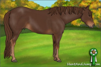 Horse Color:Gray Chestnut 