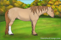 Horse Color:Red Dun