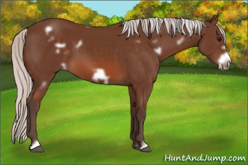 Horse Color: White Spotted Silver Bay Frame 