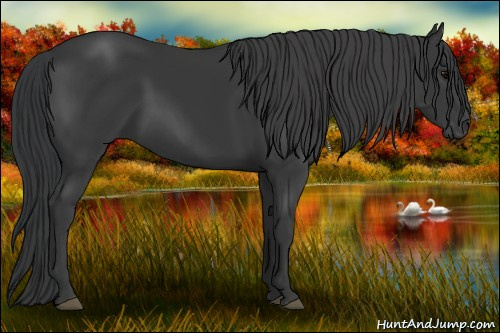Horse Color: Black Rabicano 