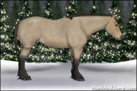 Horse Color:Buckskin Roan 