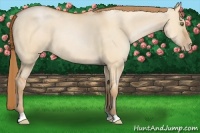 Horse Color:Bay Pearl Dun 