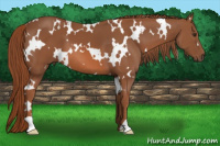 Horse Color:White Spotted Liver Chestnut 