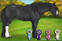 Horse Color:Brown Rabicano 