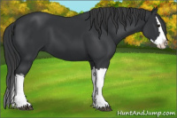 Horse Color:Brown Splash