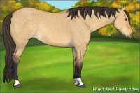 Horse Color:Buckskin Dun 