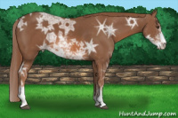 Horse Color:Liver Chestnut Ice Sabino 