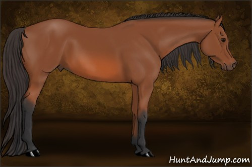 Horse Color: Bay 