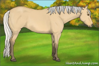 Horse Color:Silver Buckskin Dun 