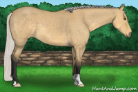 Horse Color:Silver Buckskin Dun