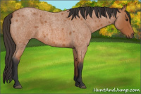 Horse Color:Bay Roan