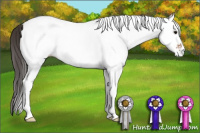 Horse Color:White Spotted Bay 