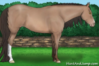 Horse Color:Sable Champagne 