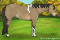 Horse Color:Buckskin Tobiano
