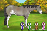 Horse Color:Grullo Sabino 