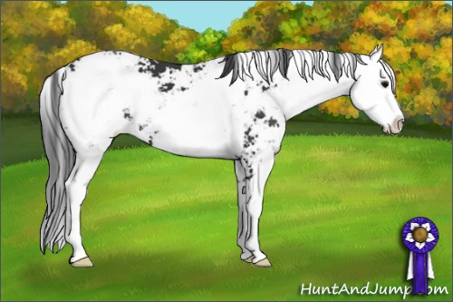 Horse Color: Black Sabino 
