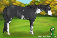 Horse Color:Black Sabino 