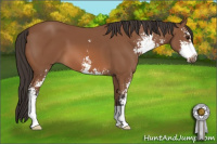 Horse Color:Bay Sabino