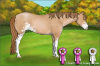Horse Color:Bay Pearl Sabino