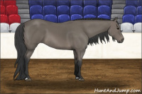 Horse Color:Black 
