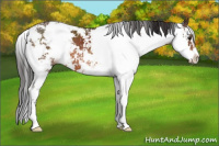 Horse Color:Brown Sabino