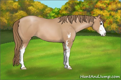 Horse Color: Black Pearl Sabino 