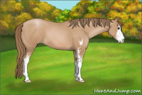 Horse Color:Black Pearl Sabino 