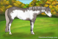 Horse Color:Silver Black Sabino Frame