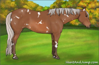 Horse Color:White Spotted Silver Bay 