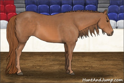 Horse Color: Chestnut 